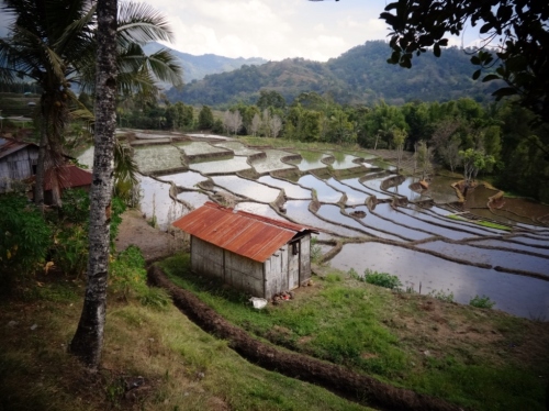 Flooded rice paddies.