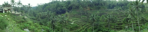 Panoramic shot of Bali's green rice fields.